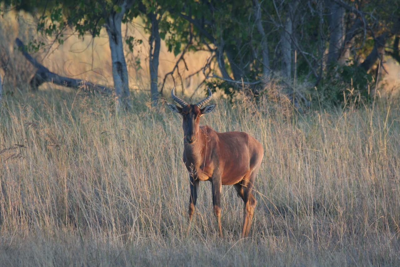 [17672] 2016_06_28_01_15_05_Africa_Canon_EOS_40D_IMG__10403.jpg