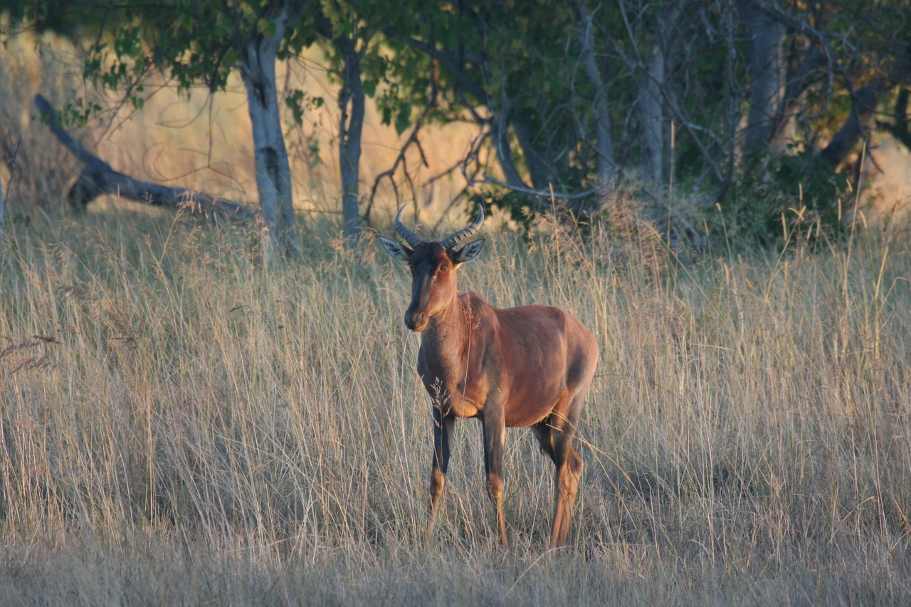[17674] 2016_06_28_01_15_10_Africa_Canon_EOS_40D_IMG__00591.jpg