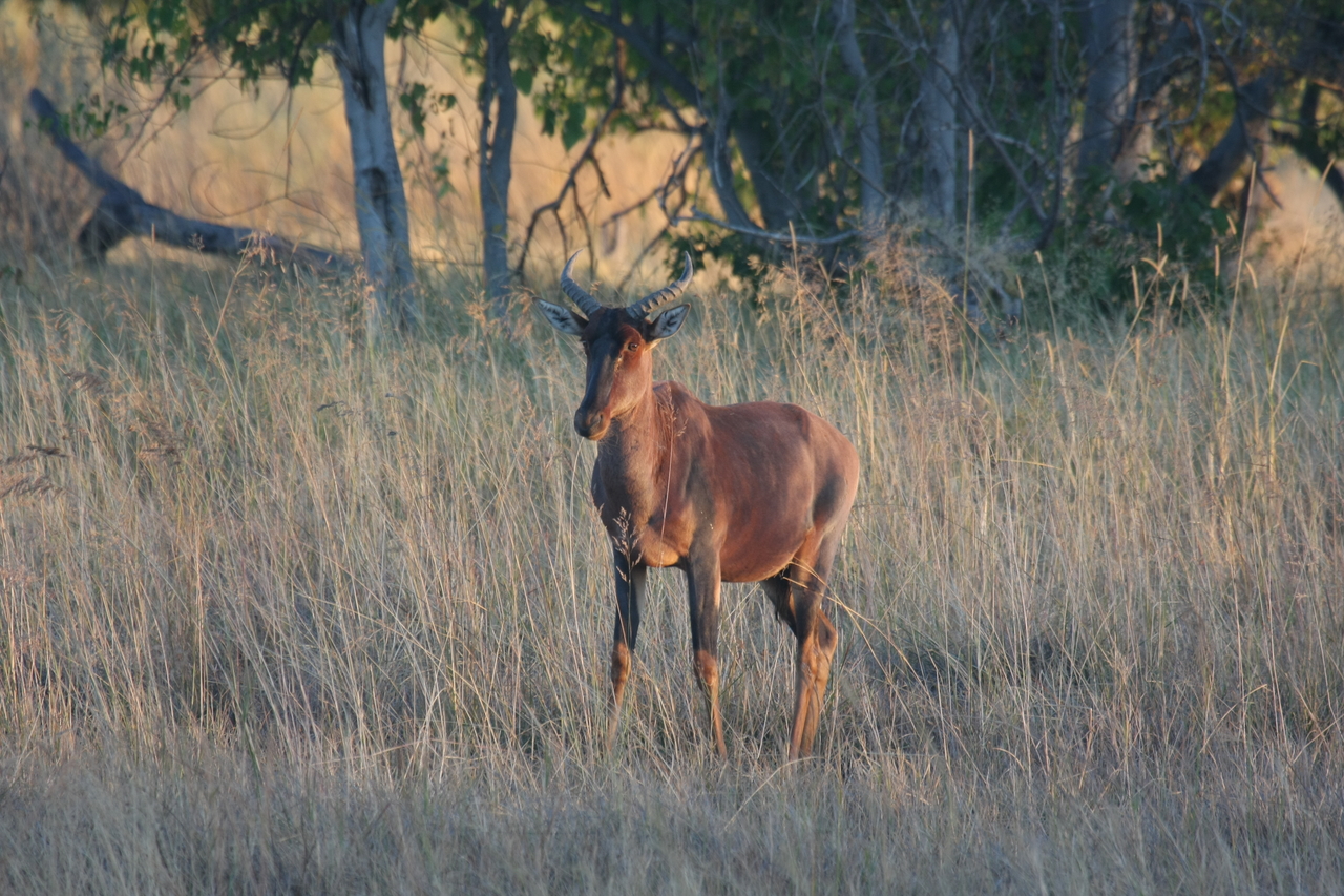 [17686] 2016_06_28_01_15_12_Africa_Canon_EOS_40D_IMG__10447.jpg