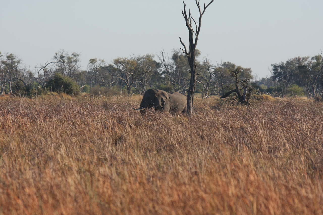 [17743] 2016_06_28_01_46_24_Africa_Canon_EOS_40D_IMG__10547.jpg