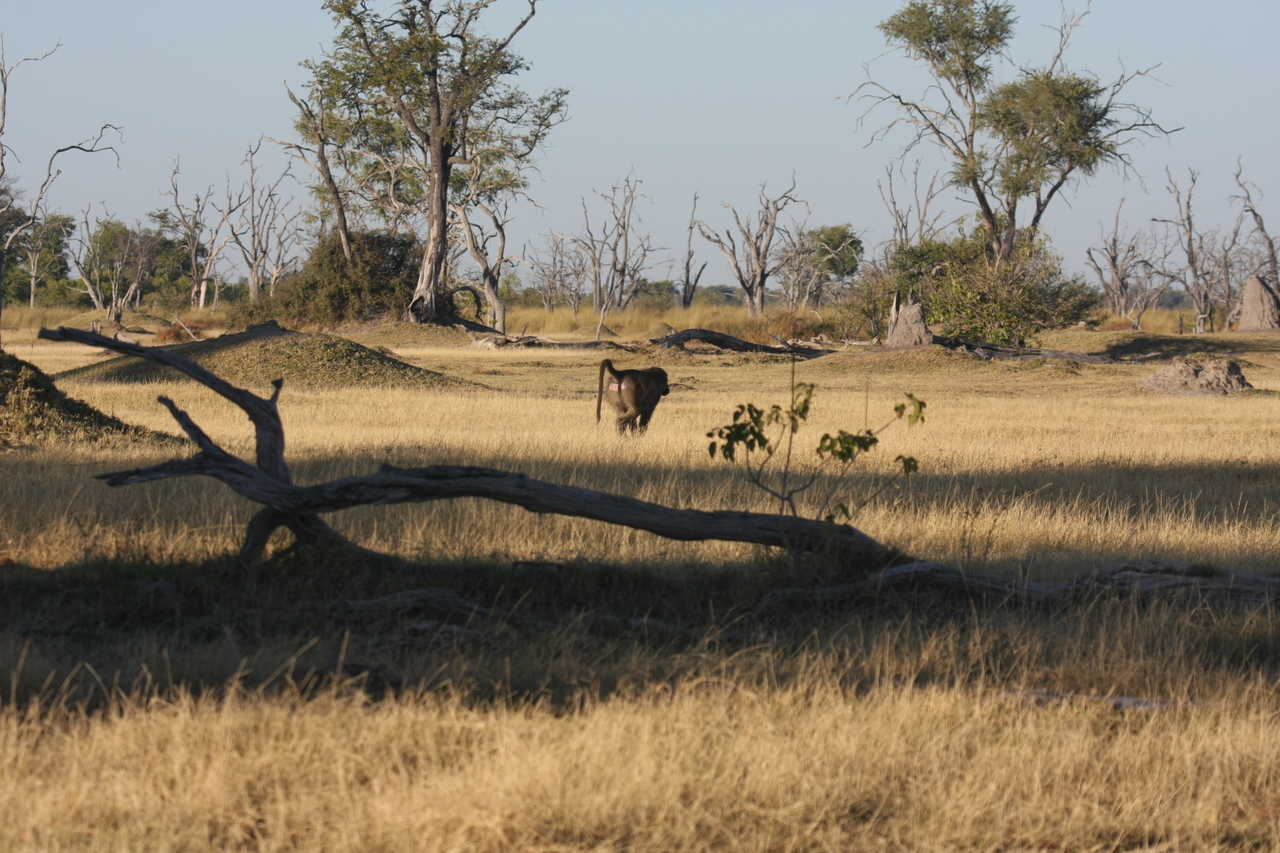 [17755] 2016_06_28_01_56_06_Africa_Canon_EOS_40D_IMG__03155.jpg