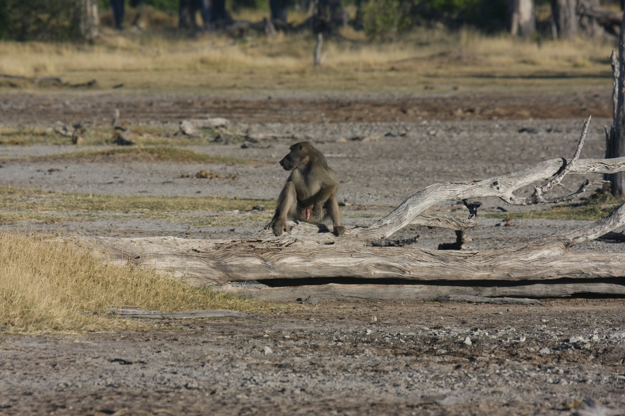 [17773] 2016_06_28_01_59_17_Africa_Canon_EOS_40D_IMG__10658.jpg