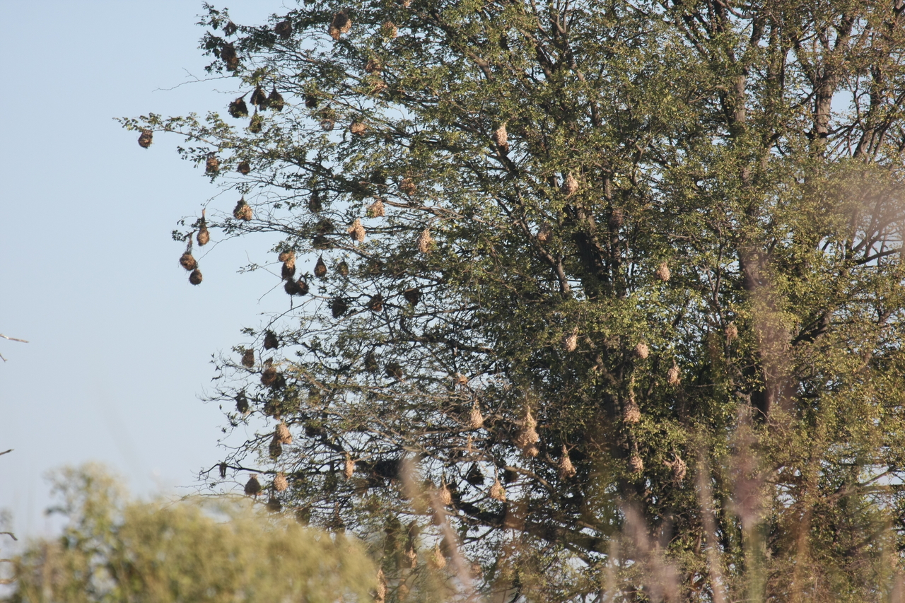 [17812] 2016_06_28_02_09_08_Africa_Canon_EOS_40D_IMG__00855.jpg
