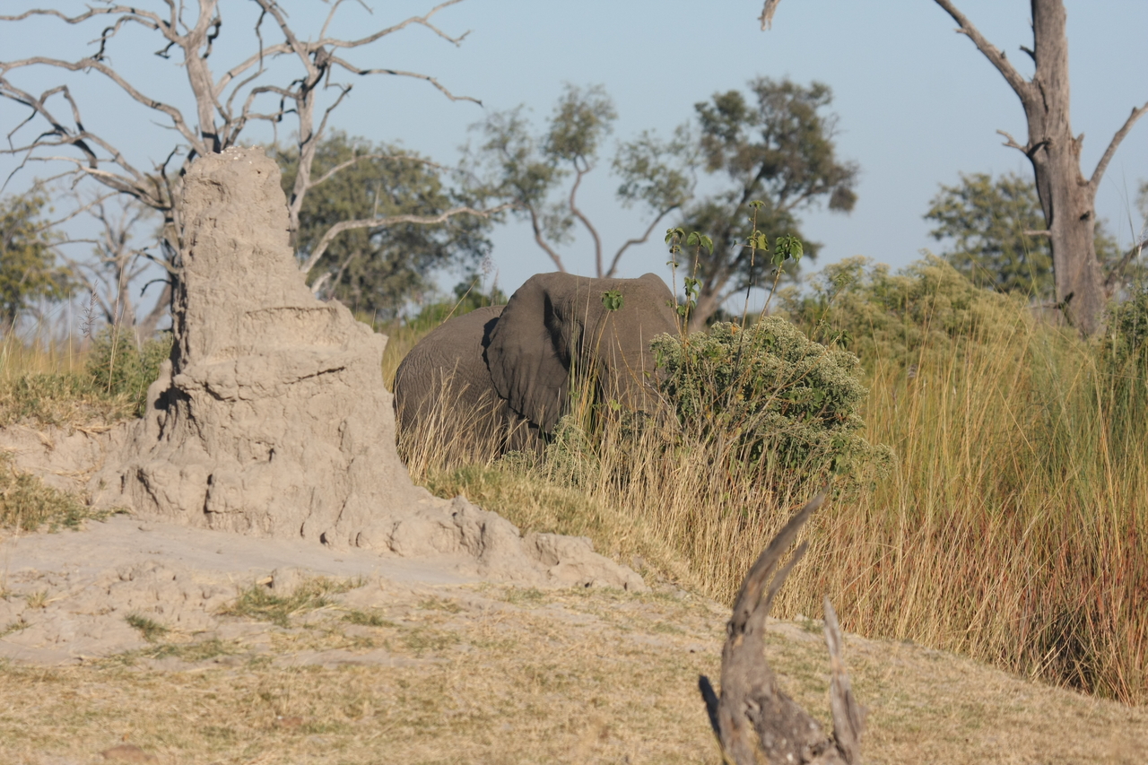 [17848] 2016_06_28_02_11_51_Africa_Canon_EOS_40D_IMG__02402.jpg