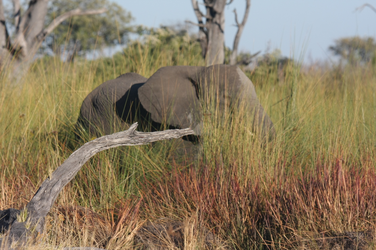 [17854] 2016_06_28_02_13_07_Africa_Canon_EOS_40D_IMG__09850.jpg