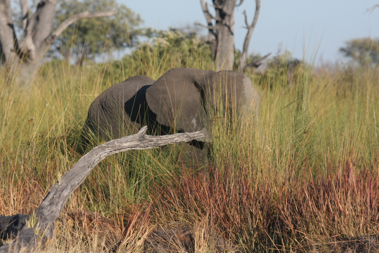 [17861] 2016_06_28_02_13_10_Africa_Canon_EOS_40D_IMG__09853.jpg
