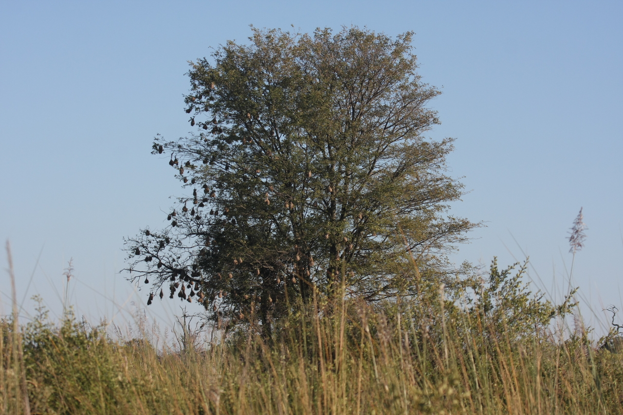 [17862] 2016_06_28_02_13_26_Africa_Canon_EOS_40D_IMG__00020.jpg
