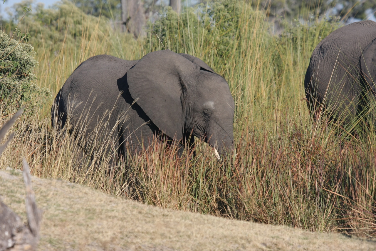 [17908] 2016_06_28_02_17_16_Africa_Canon_EOS_40D_IMG__00038.jpg