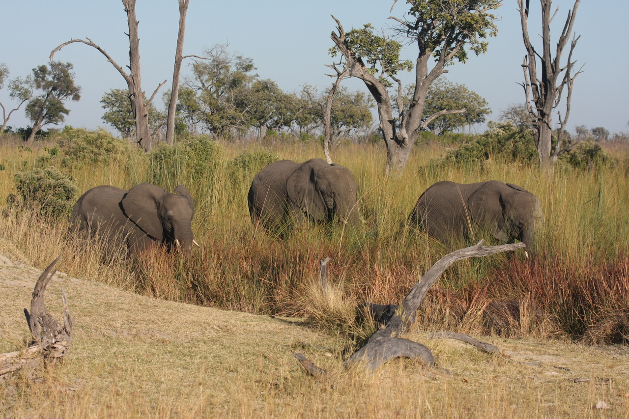 [17914] 2016_06_28_02_18_01_Africa_Canon_EOS_40D_IMG__00040.jpg