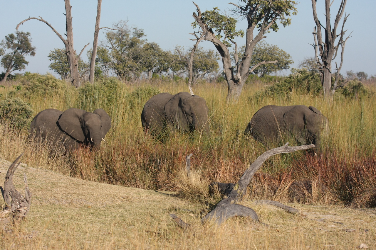 [17920] 2016_06_28_02_18_11_Africa_Canon_EOS_40D_IMG__00042.jpg