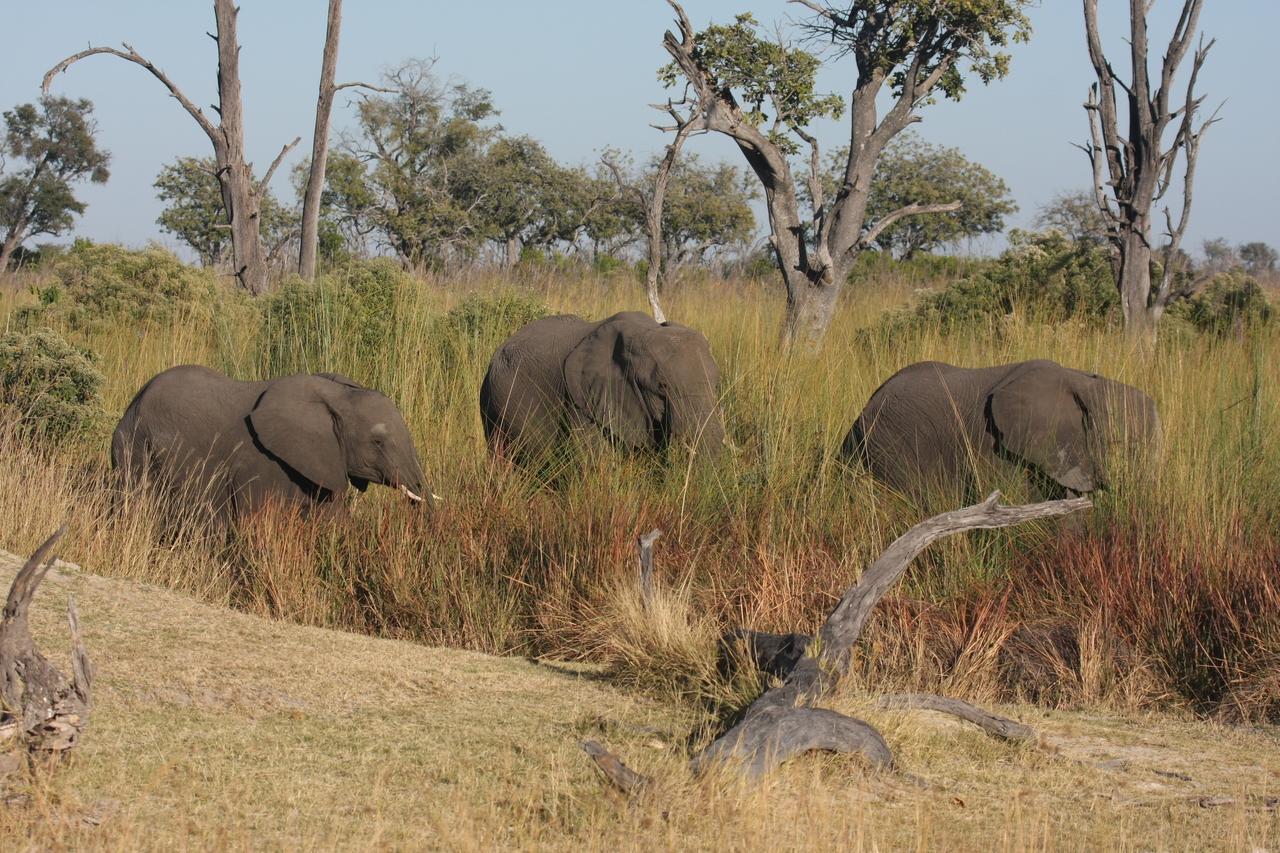 [17927] 2016_06_28_02_18_16_Africa_Canon_EOS_40D_IMG__09877.jpg