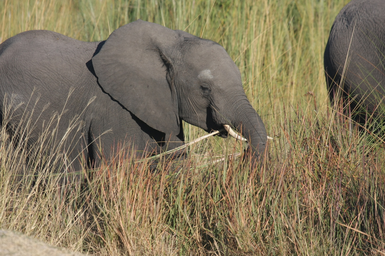 [17944] 2016_06_28_02_18_39_Africa_Canon_EOS_40D_IMG__09883.jpg