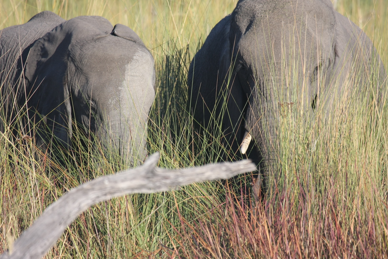 [17970] 2016_06_28_02_19_09_Africa_Canon_EOS_40D_IMG__00060.jpg