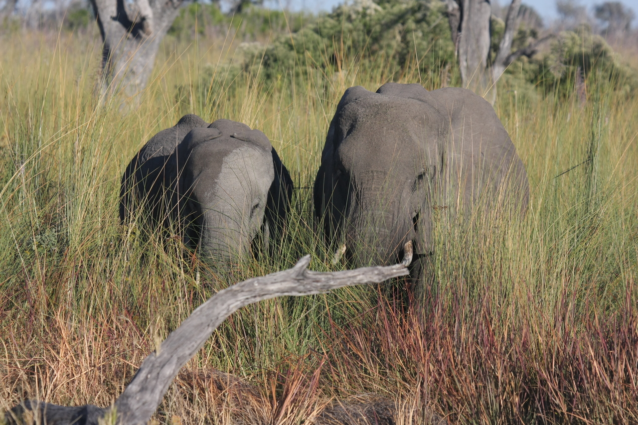[17987] 2016_06_28_02_19_16_Africa_Canon_EOS_40D_IMG__09899.jpg