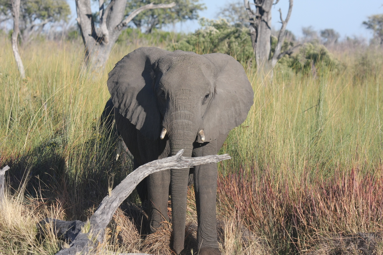 [17993] 2016_06_28_02_19_25_Africa_Canon_EOS_40D_IMG__00070.jpg