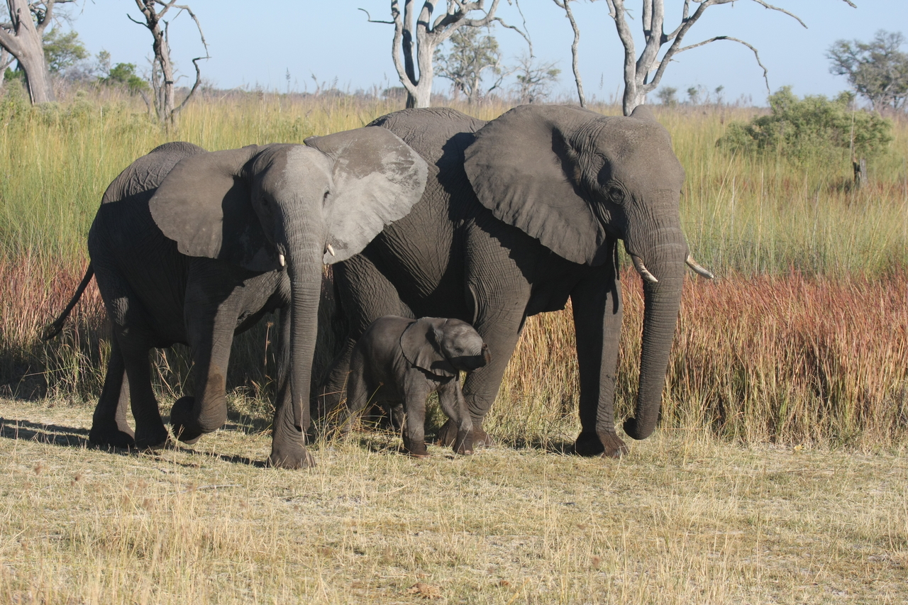 [18036] 2016_06_28_02_19_45_Africa_Canon_EOS_40D_IMG__00084.jpg