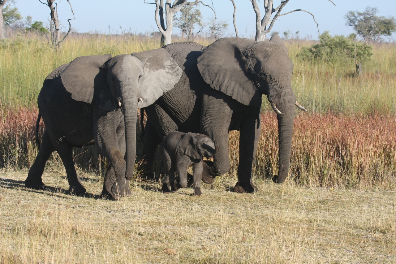 [18037] 2016_06_28_02_19_45_Africa_Canon_EOS_40D_IMG__00085.jpg