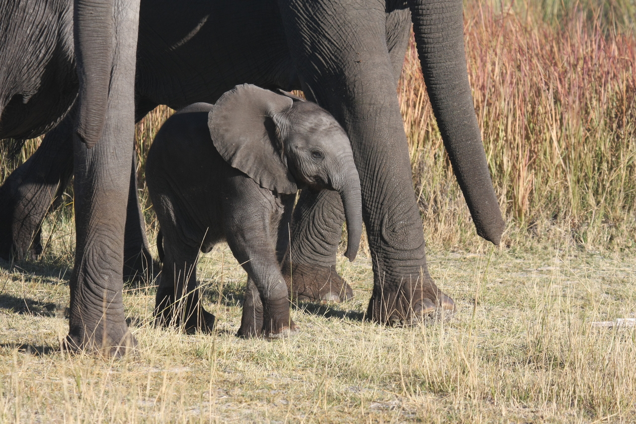 [18050] 2016_06_28_02_19_48_Africa_Canon_EOS_40D_IMG__02476.jpg