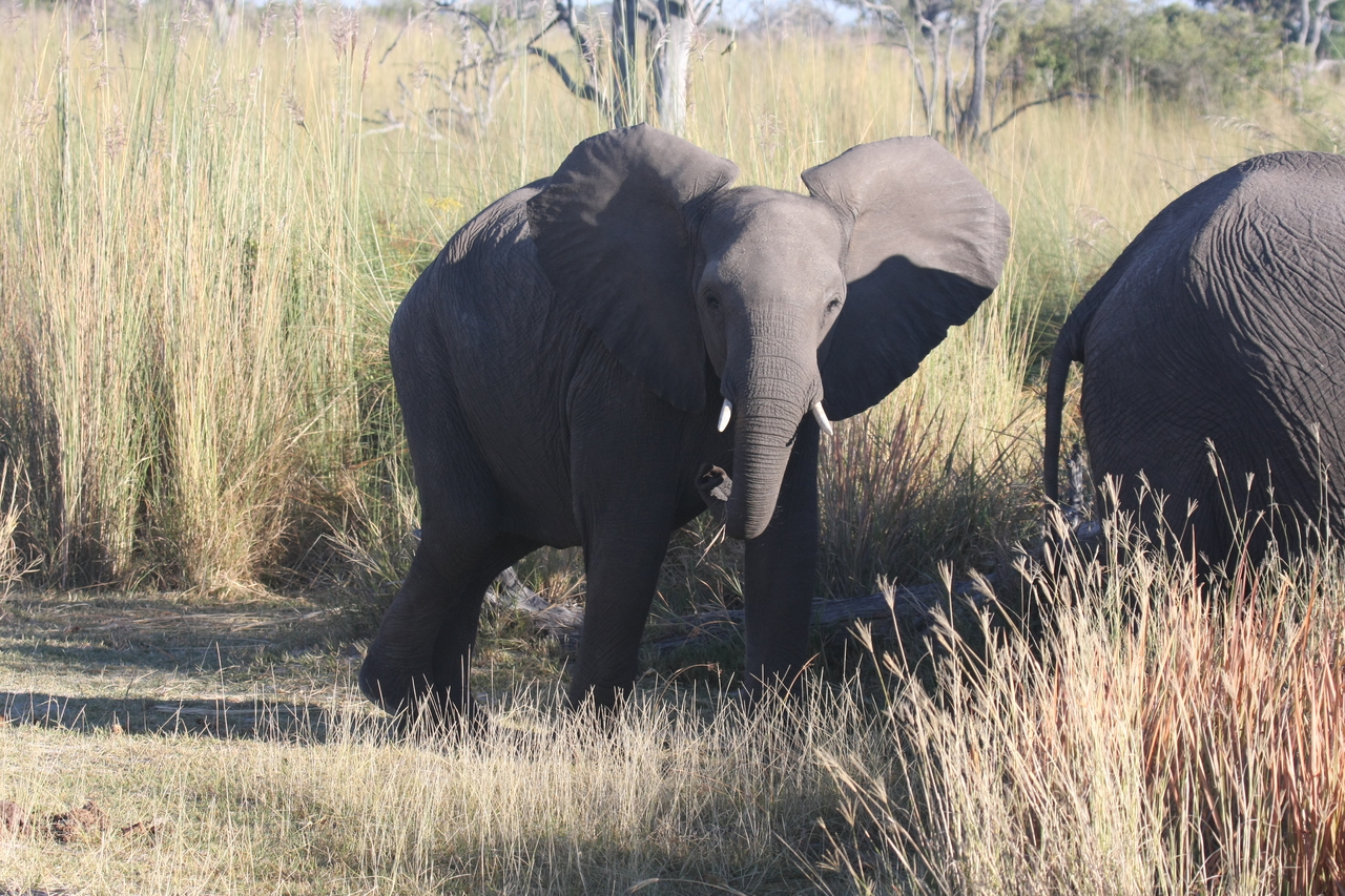 [18071] 2016_06_28_02_20_17_Africa_Canon_EOS_40D_IMG__00098.jpg