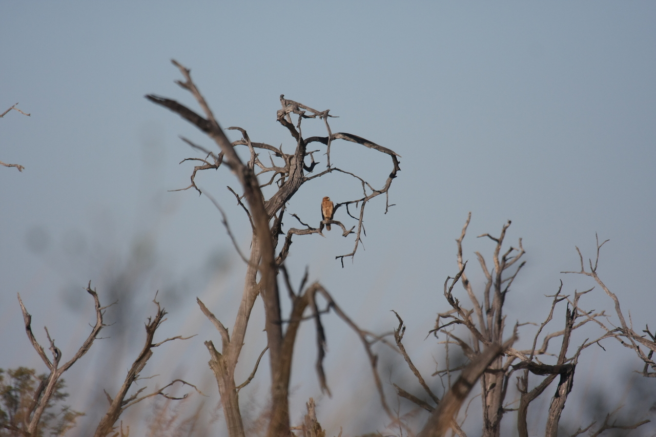 [18099] 2016_06_28_02_24_50_Africa_Canon_EOS_40D_IMG__02494.jpg