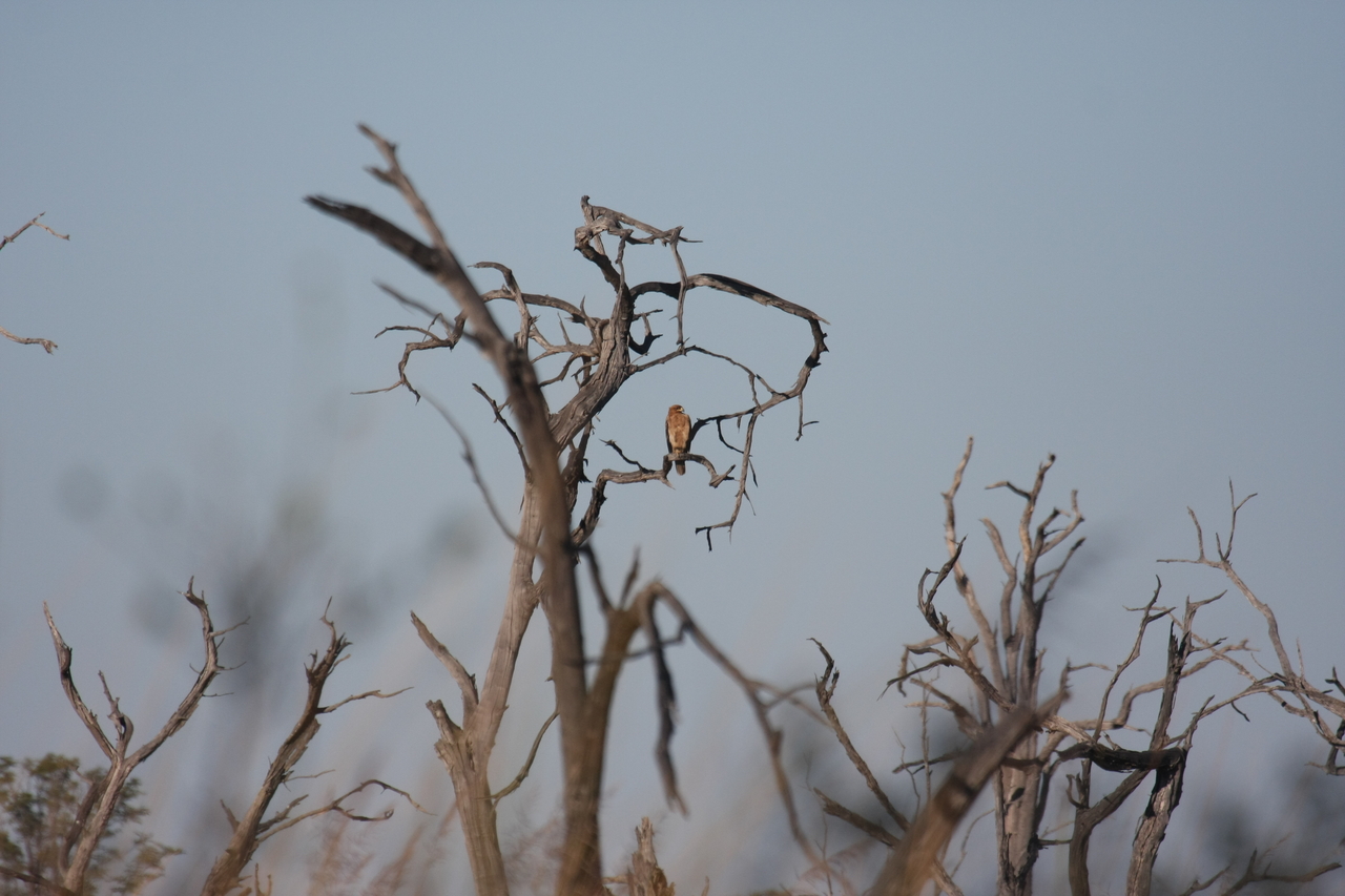 [18100] 2016_06_28_02_24_50_Africa_Canon_EOS_40D_IMG__09940.jpg