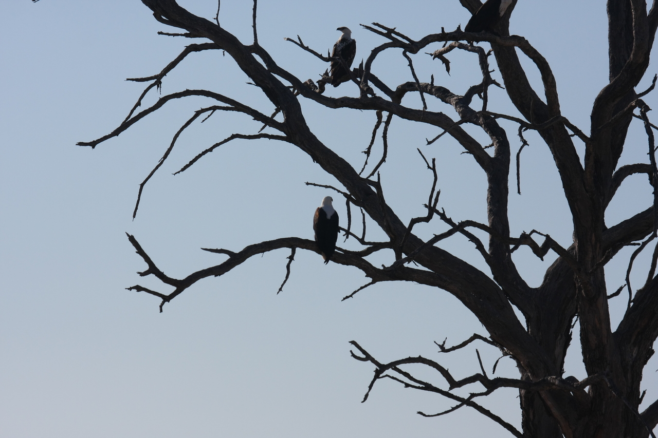 [18124] 2016_06_28_02_33_30_Africa_Canon_EOS_40D_IMG__02504.jpg