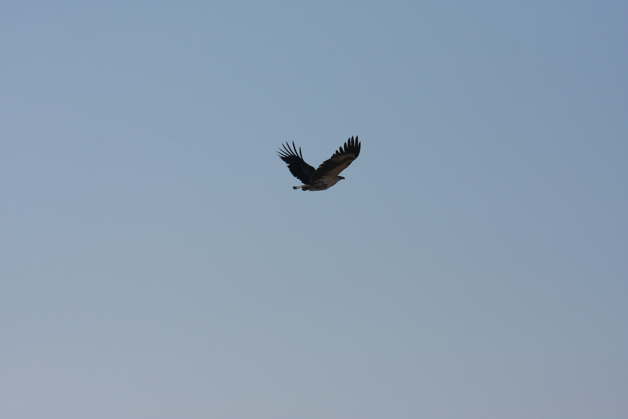 [18137] 2016_06_28_02_33_45_Africa_Canon_EOS_40D_IMG__09955.jpg