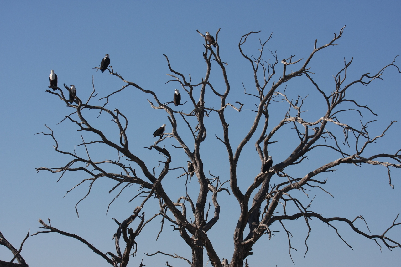 [18160] 2016_06_28_02_34_58_Africa_Canon_EOS_40D_IMG__00131.jpg