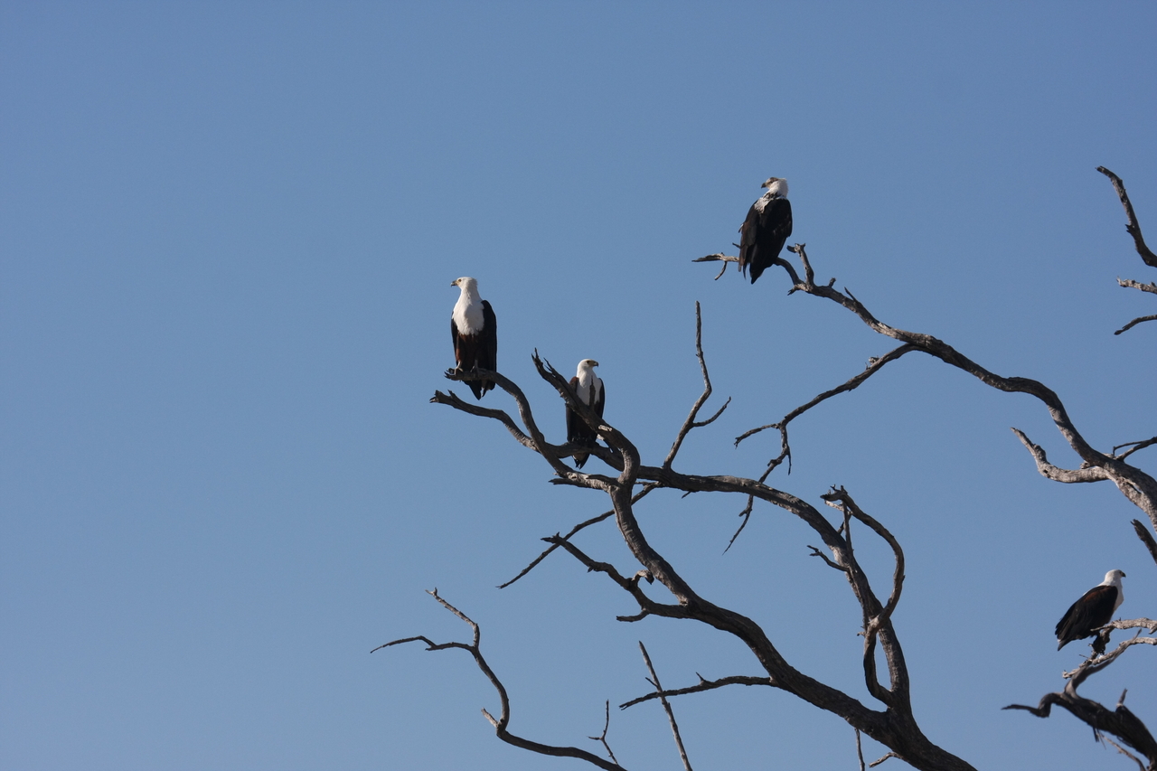 [18166] 2016_06_28_02_35_05_Africa_Canon_EOS_40D_IMG__02519.jpg