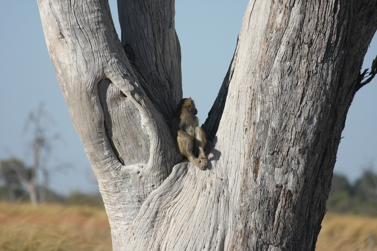 [18176] 2016_06_28_02_43_48_Africa_Canon_EOS_40D_IMG__09969.jpg