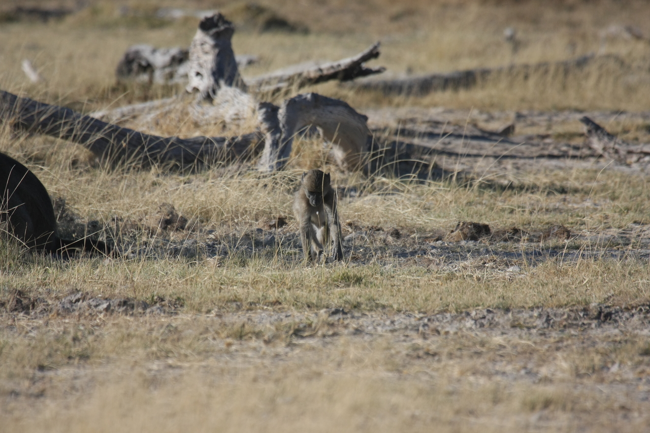 [18188] 2016_06_28_02_44_09_Africa_Canon_EOS_40D_IMG__09974.jpg