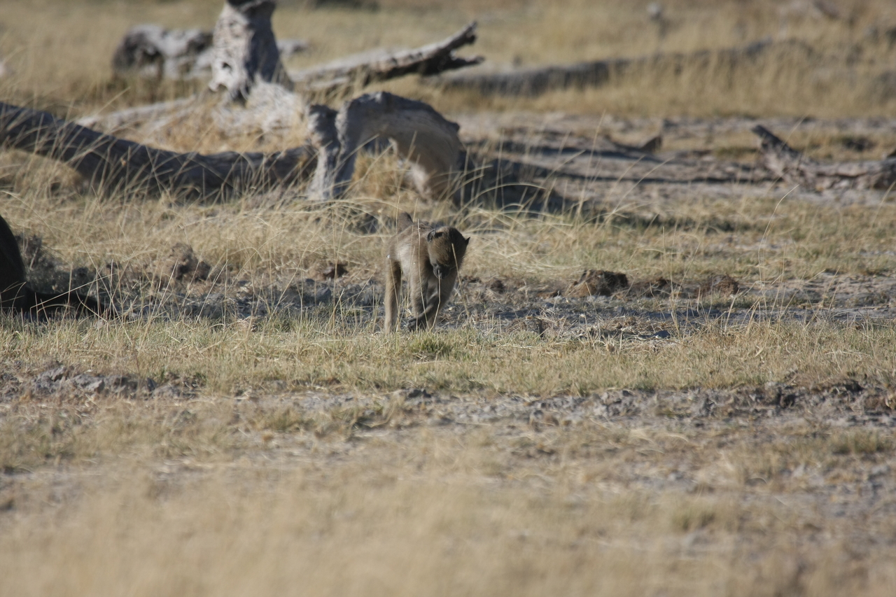 [18189] 2016_06_28_02_44_12_Africa_Canon_EOS_40D_IMG__00141.jpg