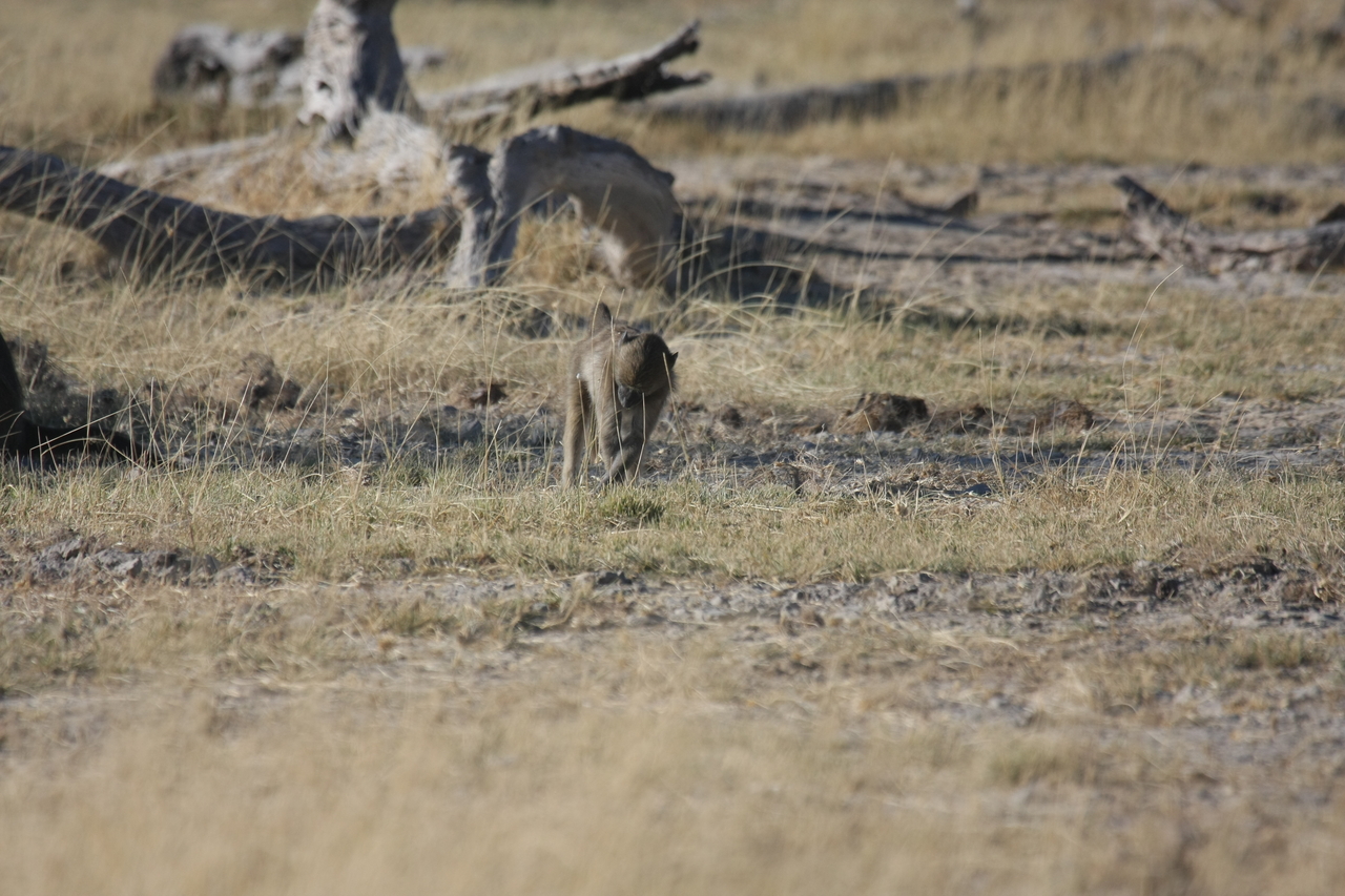 [18191] 2016_06_28_02_44_12_Africa_Canon_EOS_40D_IMG__00143.jpg