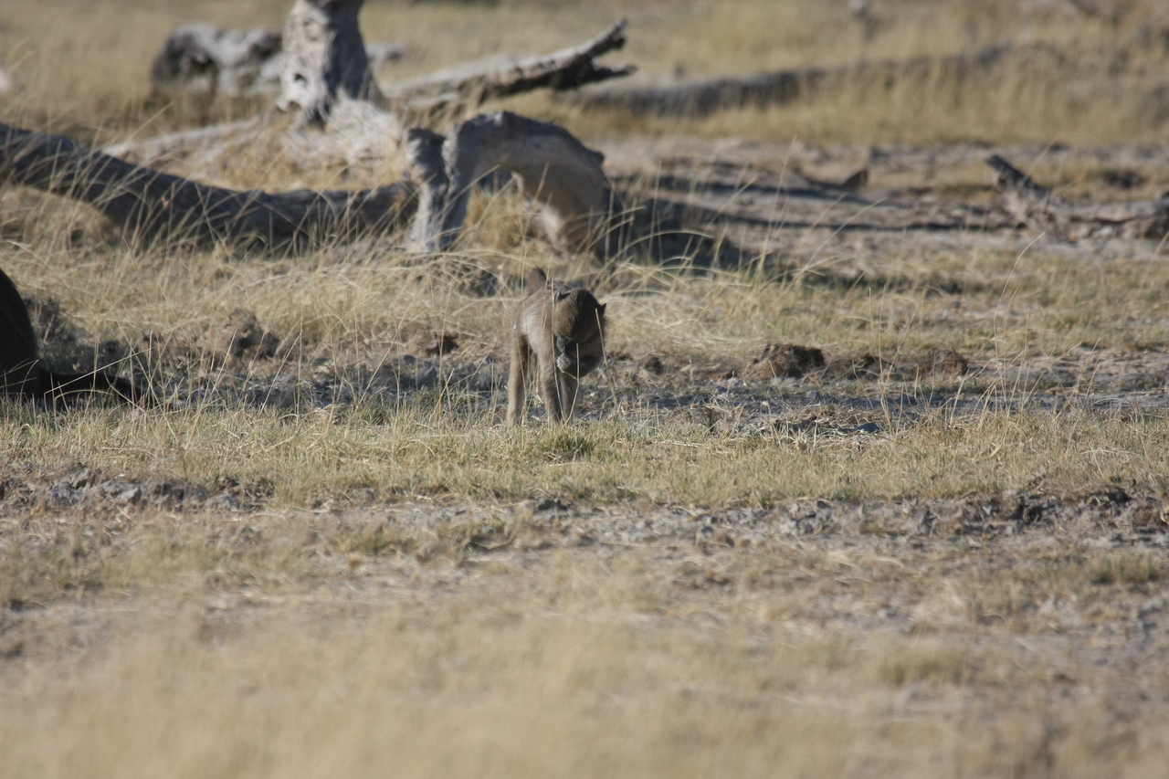 [18193] 2016_06_28_02_44_12_Africa_Canon_EOS_40D_IMG__02529.jpg