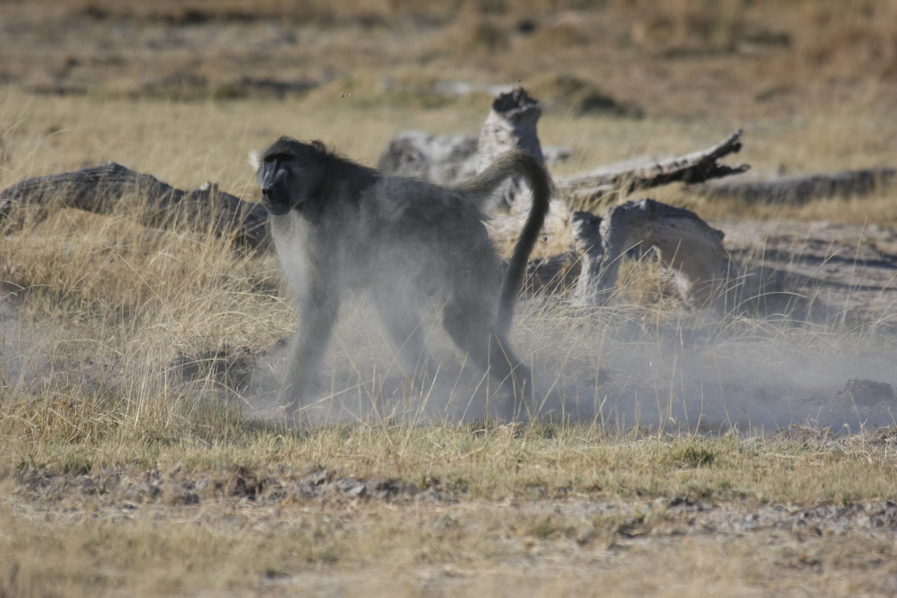 [18201] 2016_06_28_02_44_24_Africa_Canon_EOS_40D_IMG__02532.jpg