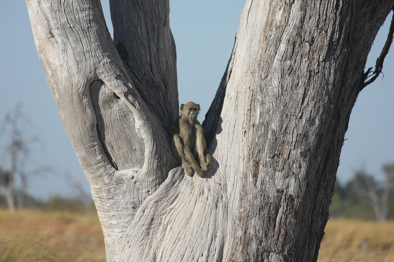 [18218] 2016_06_28_02_44_48_Africa_Canon_EOS_40D_IMG__02539.jpg