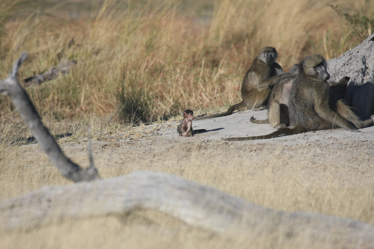 [18236] 2016_06_28_02_45_05_Africa_Canon_EOS_40D_IMG__02544.jpg