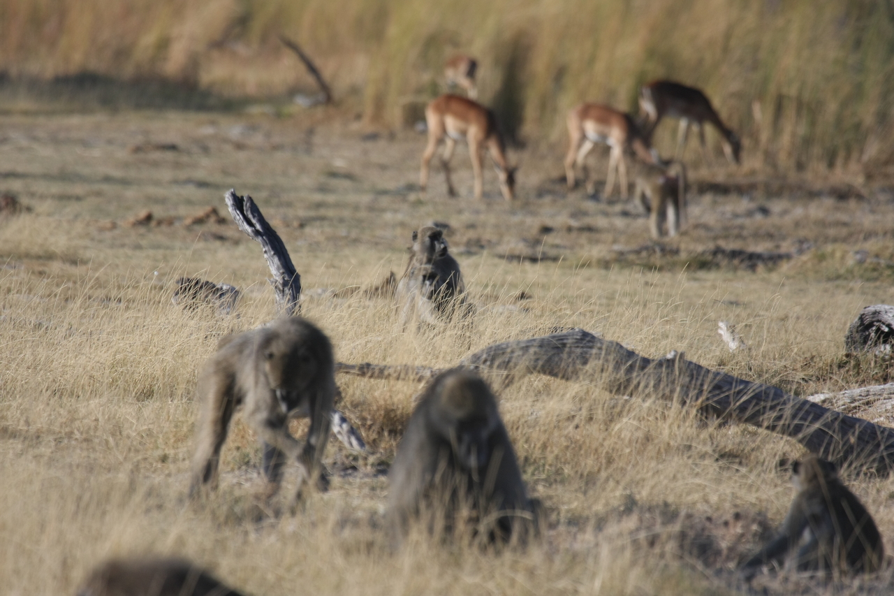 [18259] 2016_06_28_02_46_11_Africa_Canon_EOS_40D_IMG__00167.jpg