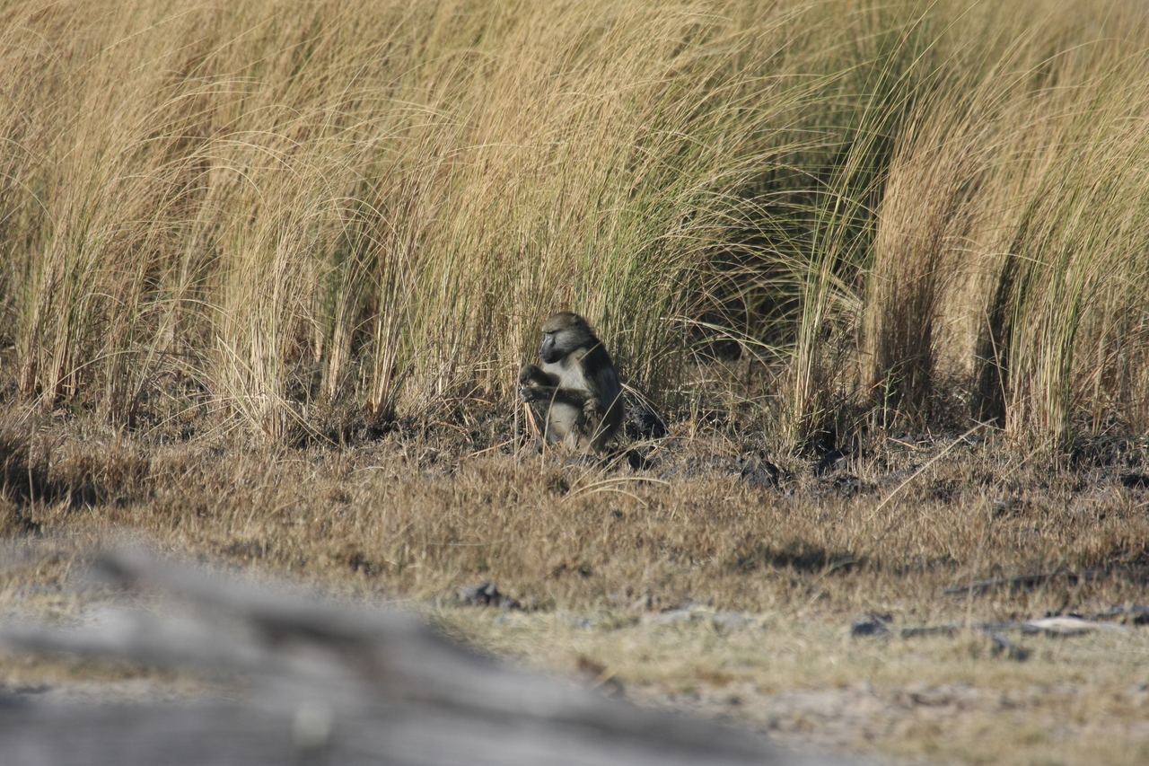 [18273] 2016_06_28_02_46_25_Africa_Canon_EOS_40D_IMG__02558.jpg