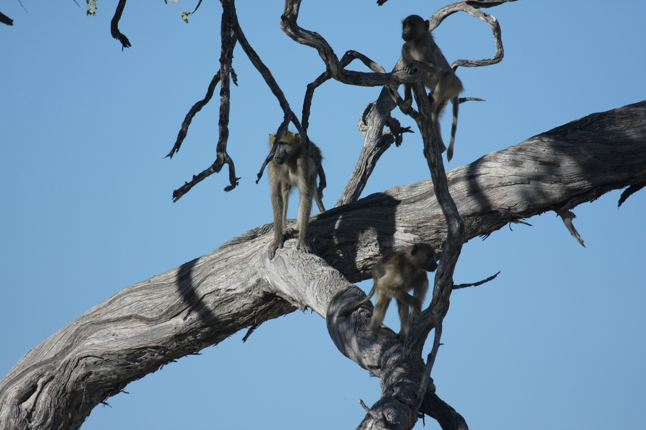 [18279] 2016_06_28_02_46_32_Africa_Canon_EOS_40D_IMG__00174.jpg