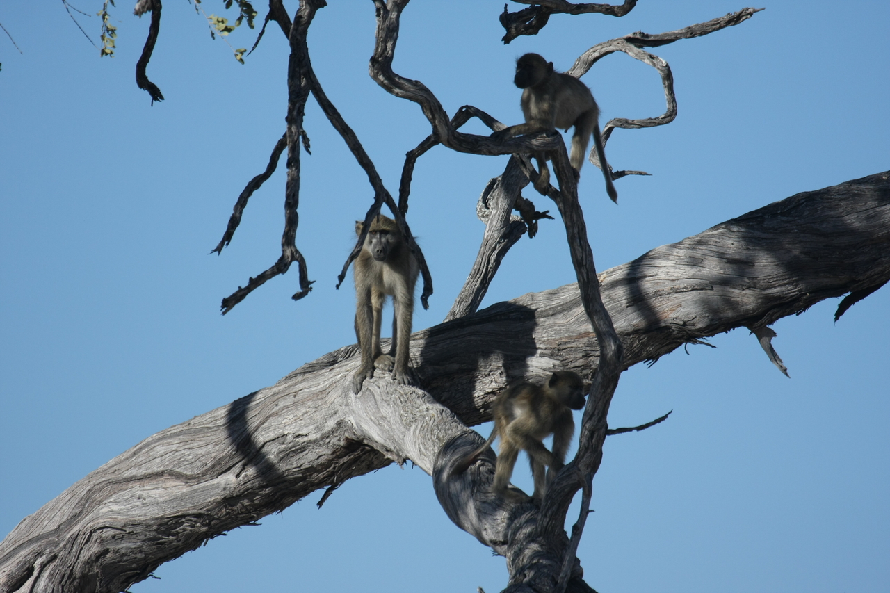 [18286] 2016_06_28_02_46_32_Africa_Canon_EOS_40D_IMG__10009.jpg