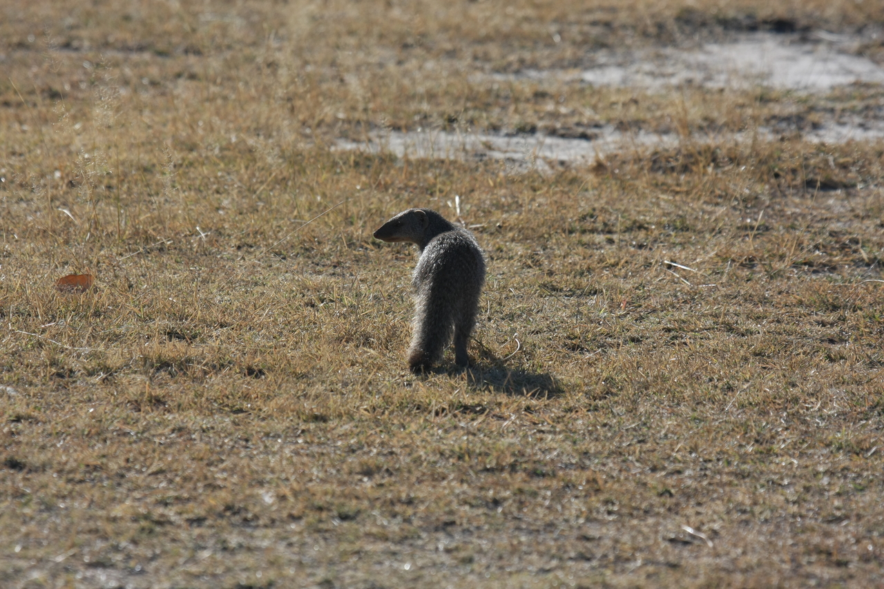 [18297] 2016_06_28_02_47_43_Africa_Canon_EOS_40D_IMG__02568.jpg