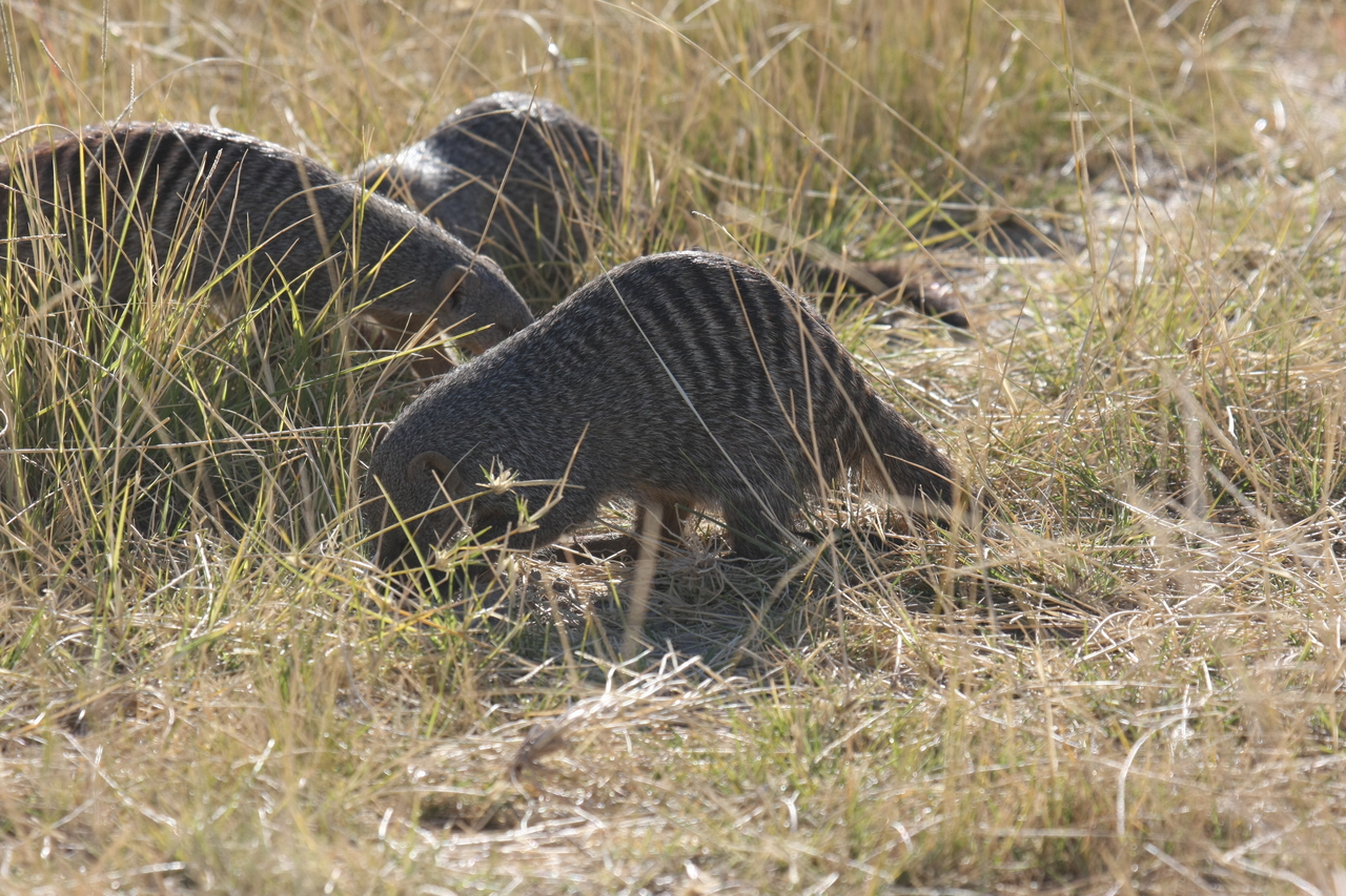 [18300] 2016_06_28_02_47_53_Africa_Canon_EOS_40D_IMG__00182.jpg