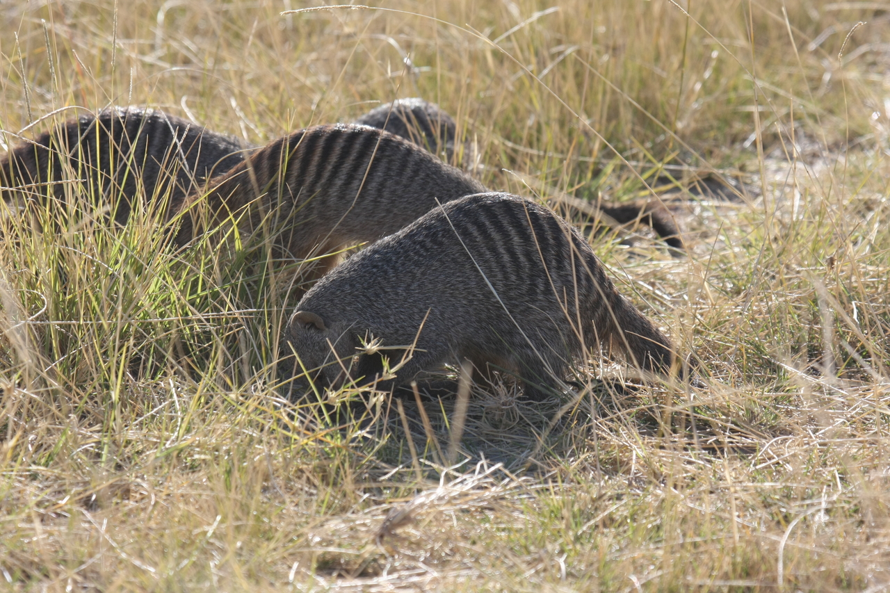 [18312] 2016_06_28_02_47_55_Africa_Canon_EOS_40D_IMG__02573.jpg