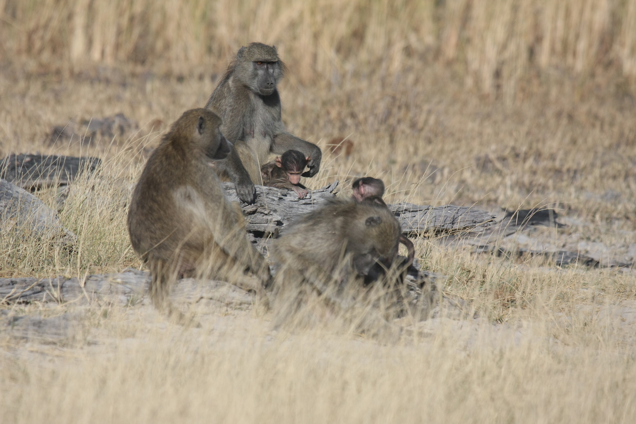 [18319] 2016_06_28_02_48_10_Africa_Canon_EOS_40D_IMG__02575.jpg