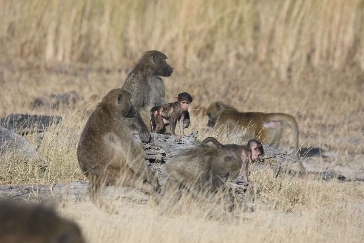 [18327] 2016_06_28_02_48_14_Africa_Canon_EOS_40D_IMG__02577.jpg