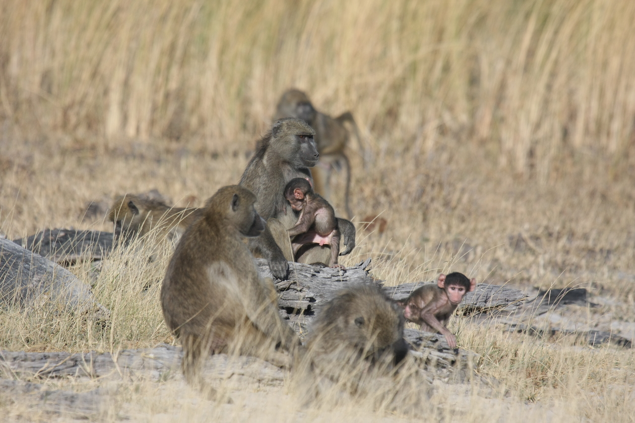 [18333] 2016_06_28_02_48_18_Africa_Canon_EOS_40D_IMG__00194.jpg