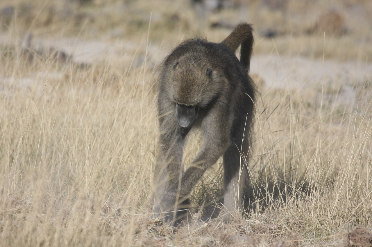 [18355] 2016_06_28_02_48_28_Africa_Canon_EOS_40D_IMG__10034.jpg