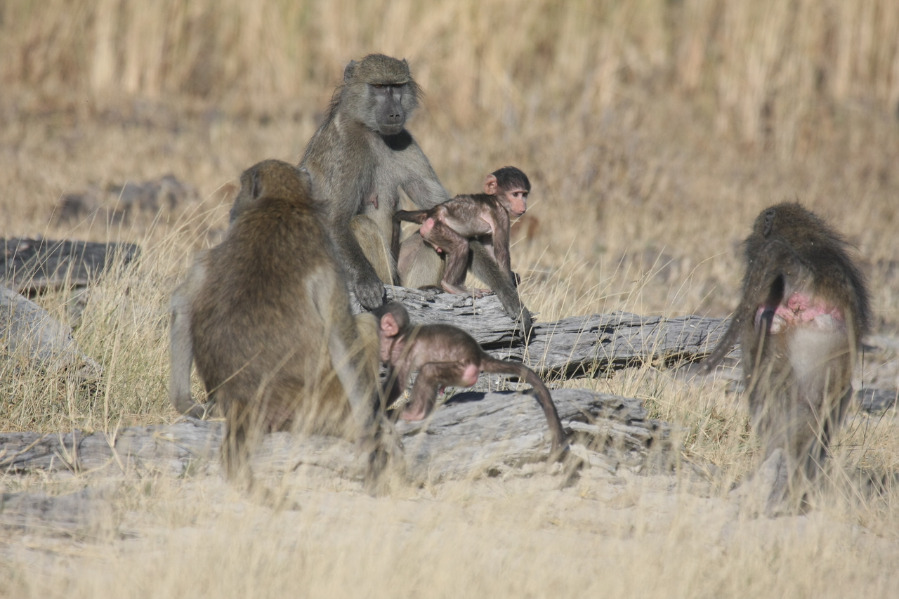 [18363] 2016_06_28_02_48_35_Africa_Canon_EOS_40D_IMG__02591.jpg
