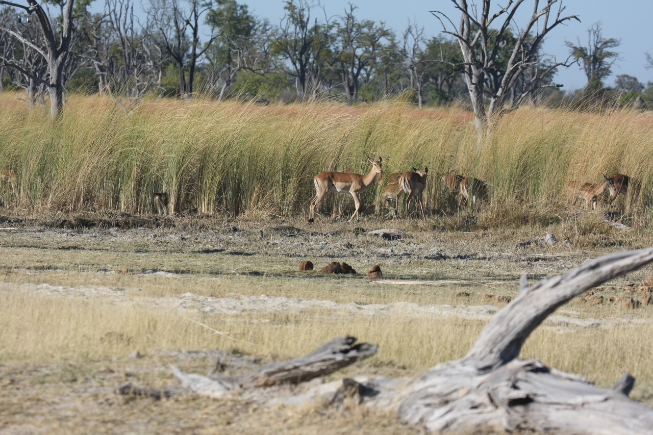 [18395] 2016_06_28_02_49_12_Africa_Canon_EOS_40D_IMG__10050.jpg